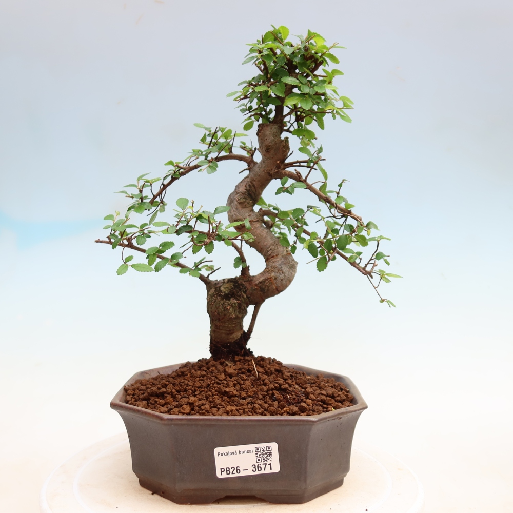 Izbový bonsaj - Ulmus parvifolia - brest malolistý