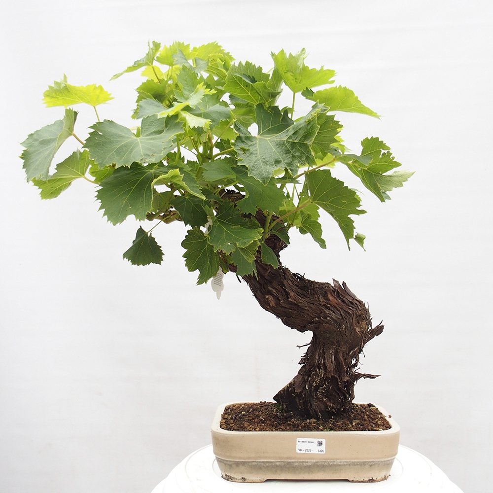 Vonkajší bonsai - Vitis vinnifera MUSKAT ITALIA  - Vínna réva