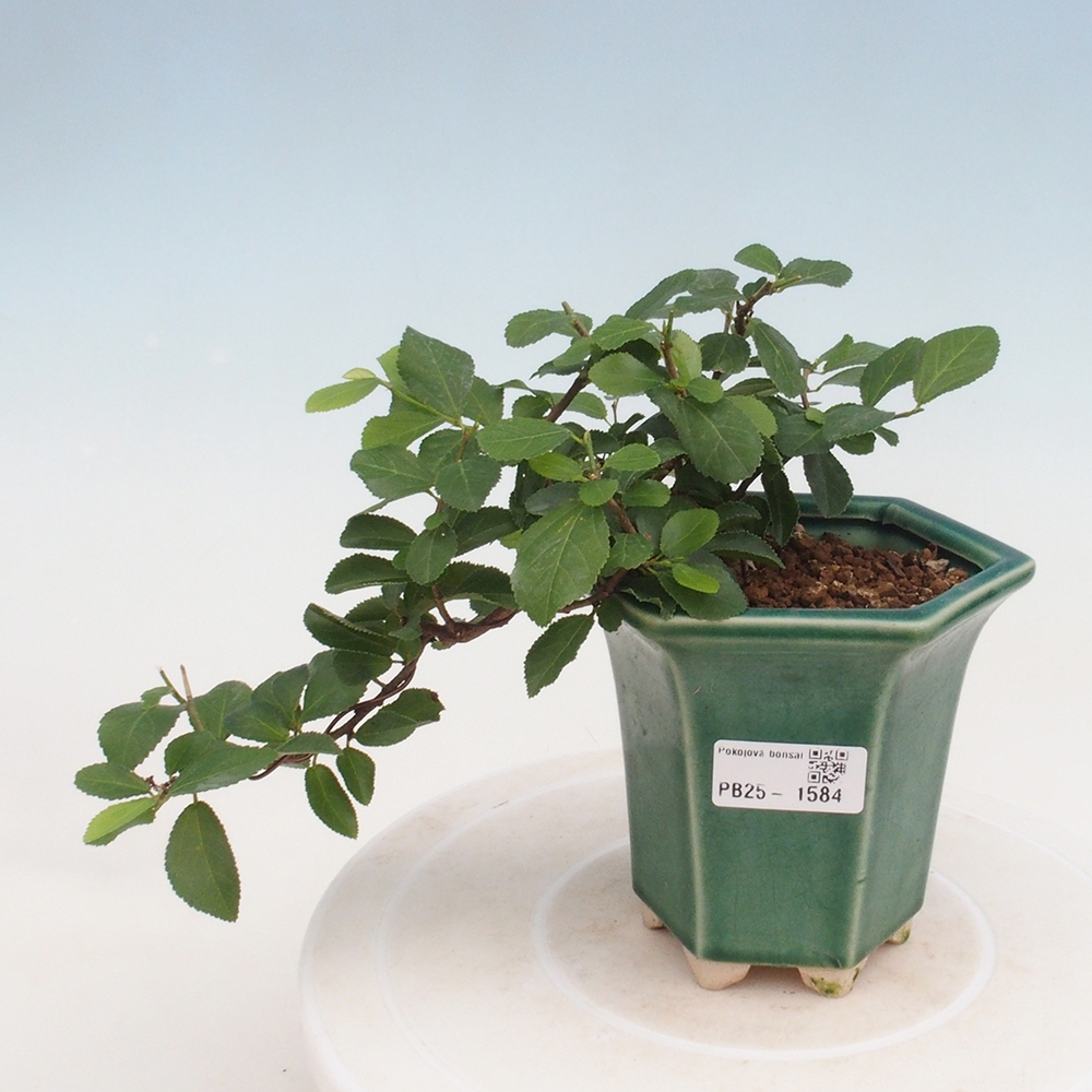 Izbová bonsai - Grewia occidentalis - Hviezdica levanduľová