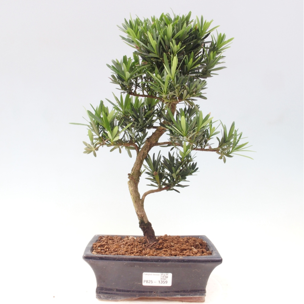 Izbová bonsai - Podocarpus - Kamenný tis