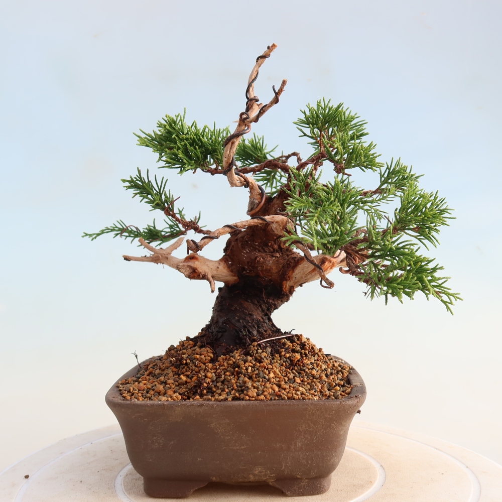 Vonkajší bonsai - Juniperus chinensis Itoigawa -Jalovec čínsky
