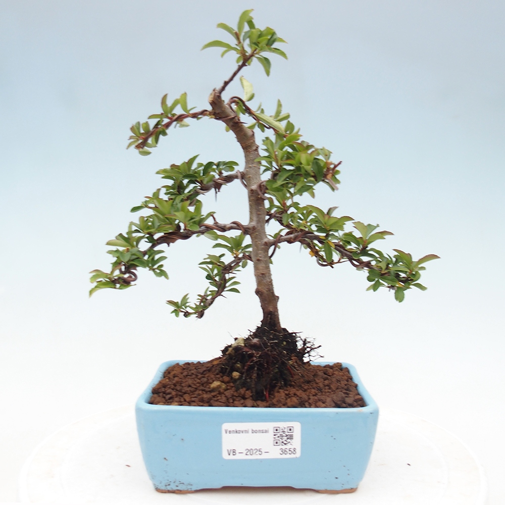 Vonkajšie bonsaje-Pyracantha Teton -Hlox