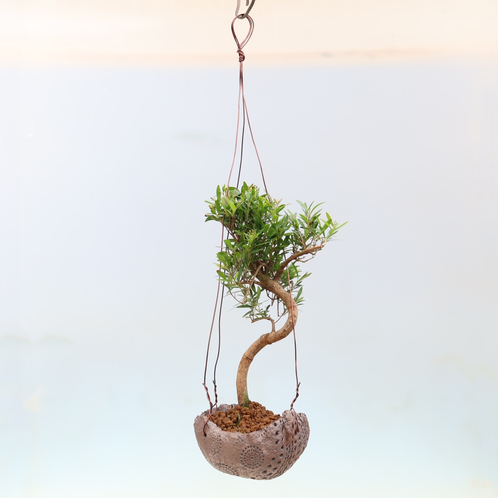 Kokedama v keramike – Syzygium – Pimentovník