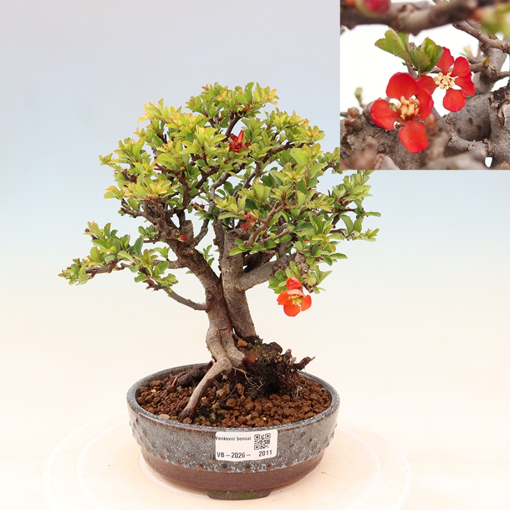 Vonkajší bonsaj - Chaneomeles speciosa Chojubai
