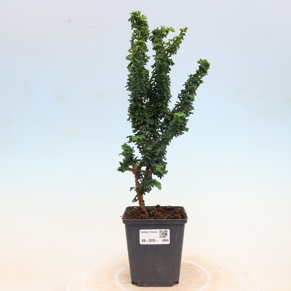 Vonkajší bonsaj - Cham. obtusa SEKKA HINOKI - Cypruštek