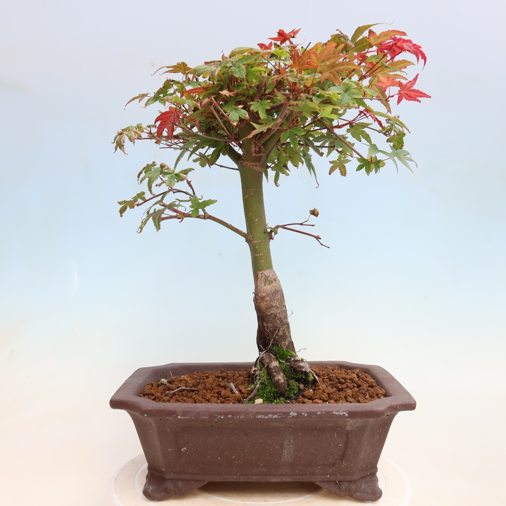 Vonkajší bonsaj - Acer palmatum DESHOJO
