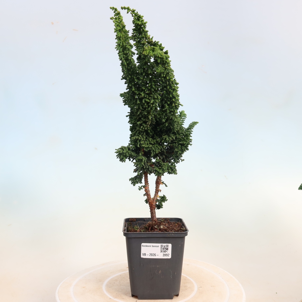 Vonkajší bonsaj - Cham. obtusa SEKKA HINOKI - Cypruštek