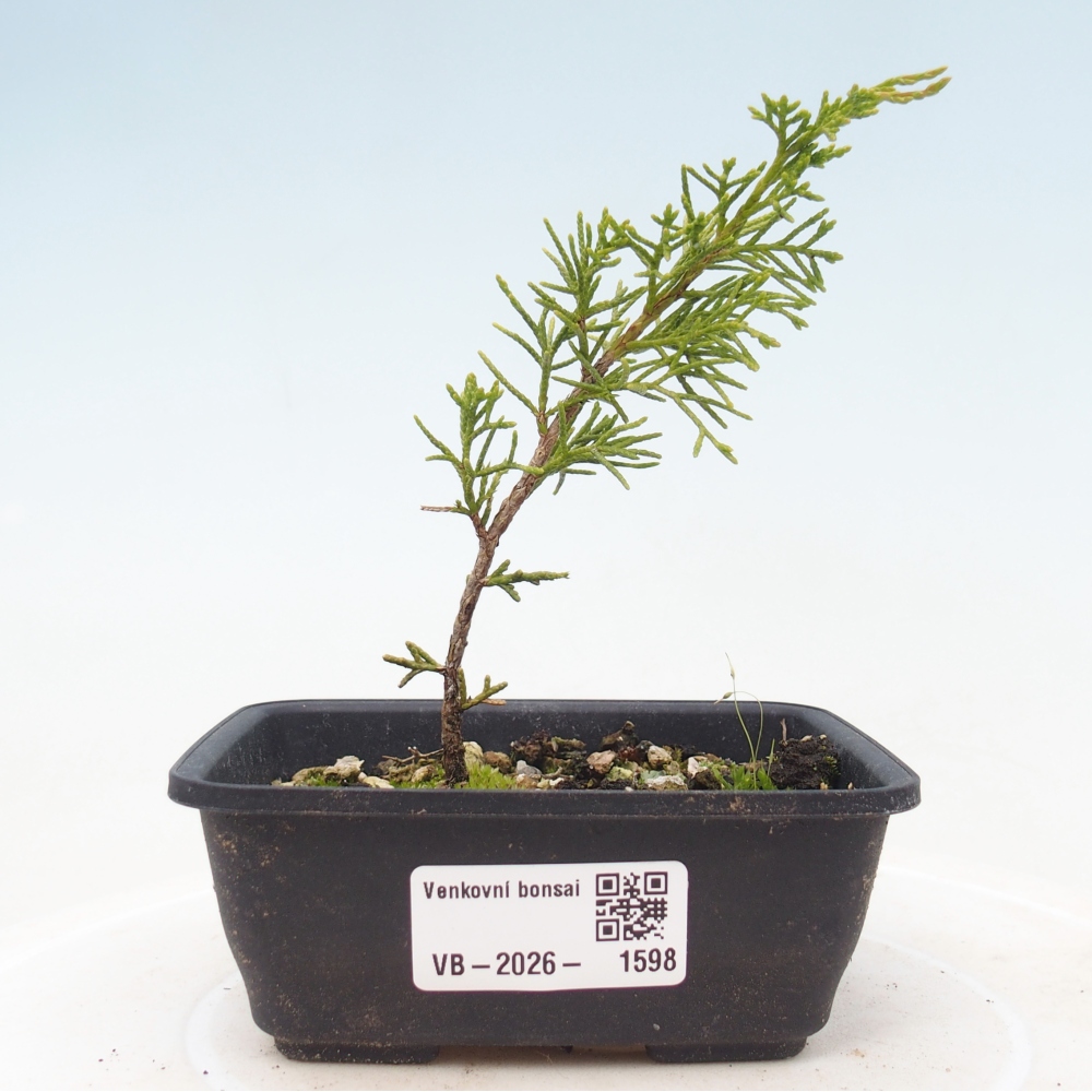 Vonkajší bonsaj - Juniperus chinensis Itoigawa