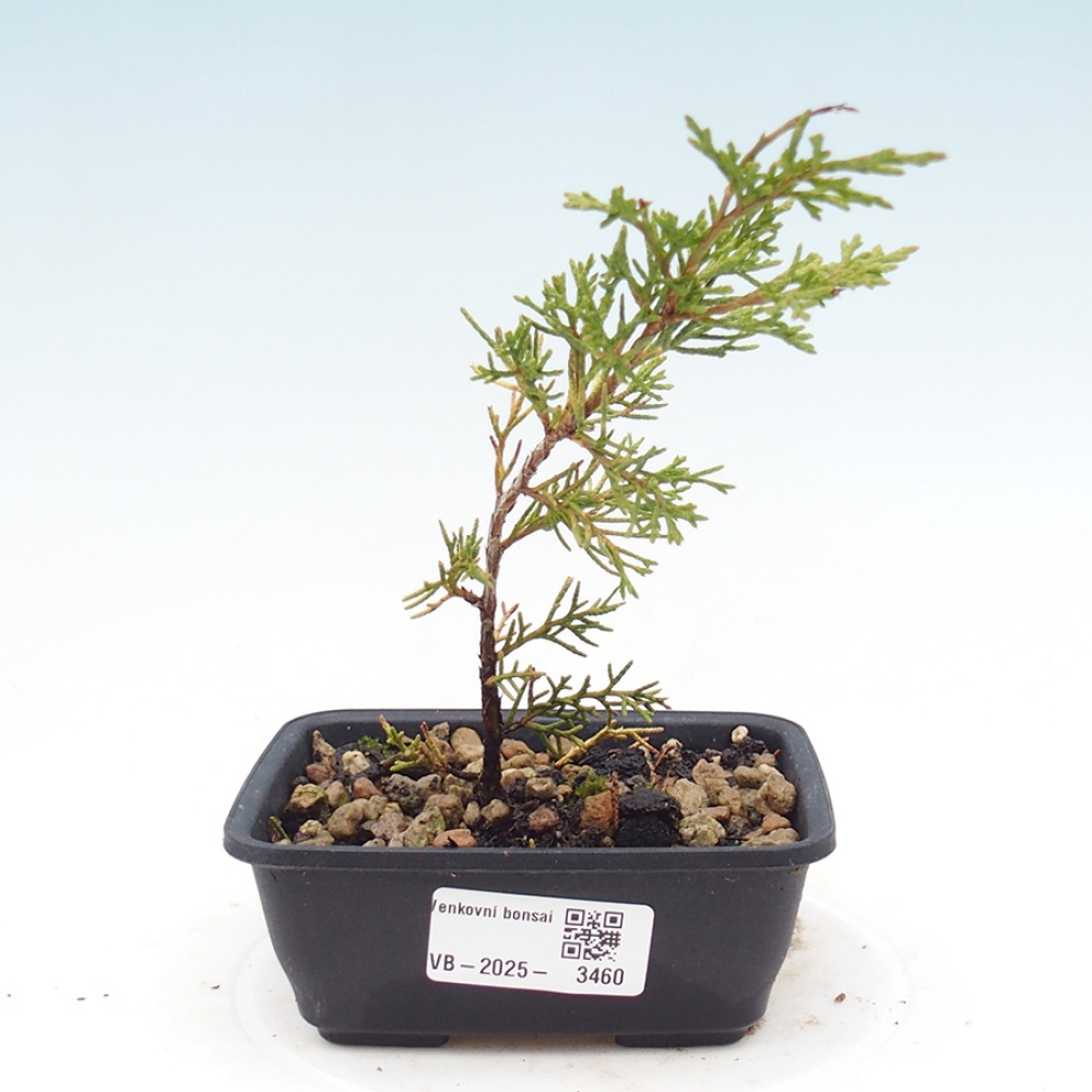 Vonkajší bonsaj - Juniperus chinensis Itoigawa
