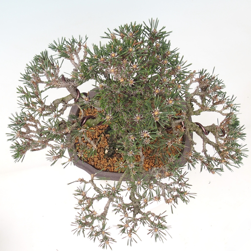 Vonkajší bonsaj - Pinus thunbergii Kotobuki - borovica Thunbergova