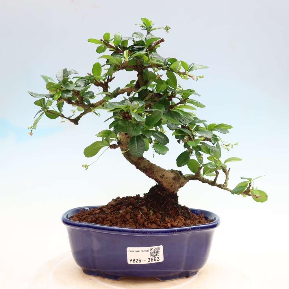 Izbové bonsaje - Carmona macrophylla - Tea fuki