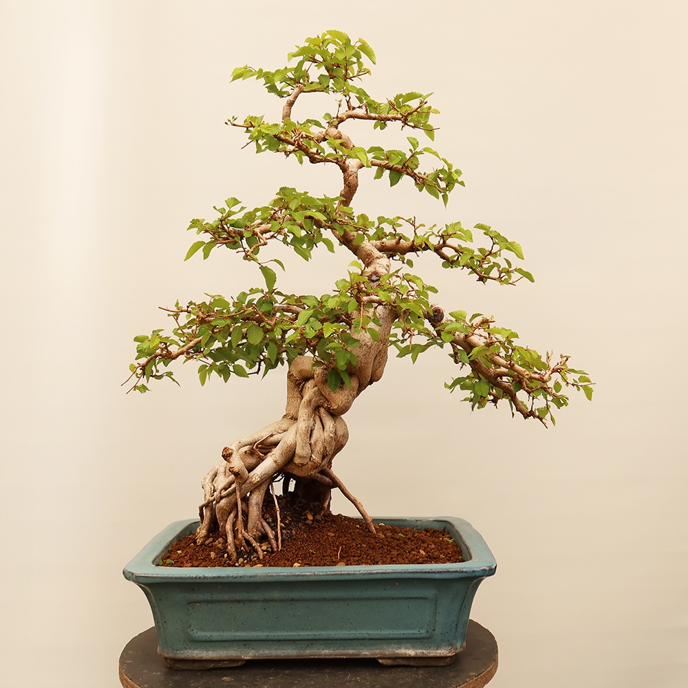 Vonkajší bonsai -Carpinus Coreana - Hrab kórejský