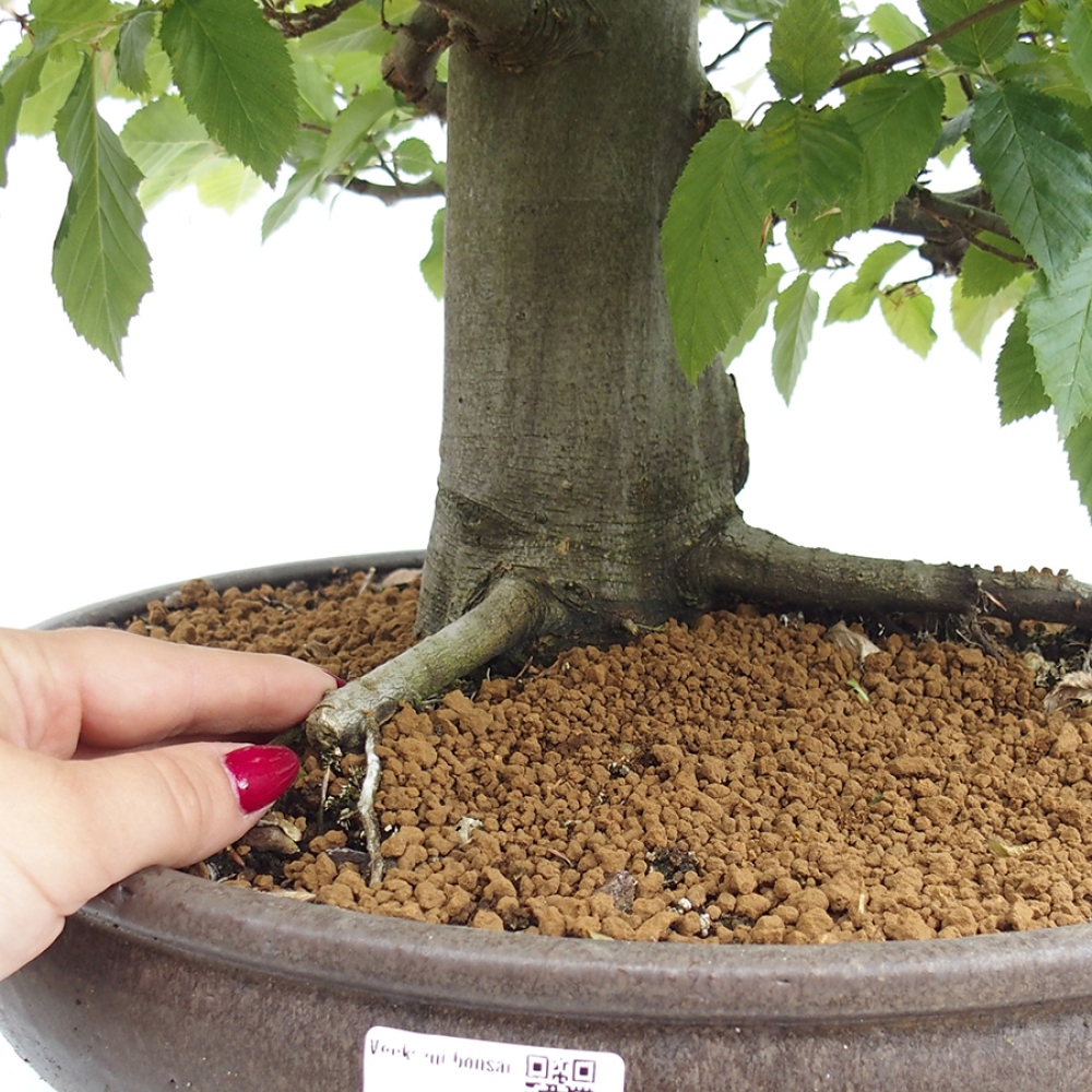Vonkajší bonsai - Hrab obyčajný - Carpinus betulus
