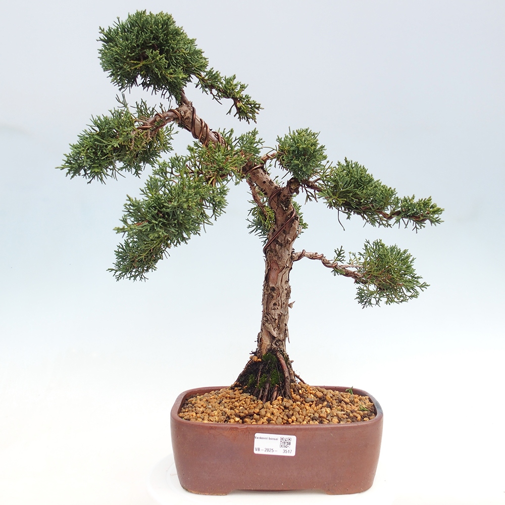 Vonkajšie bonsai - Juniperus chinensis Kishu -Jalovec čínsky