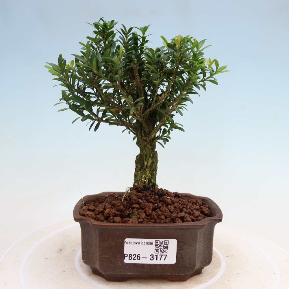 Izbové bonsaje - Buxus harlandii - korkový buxus