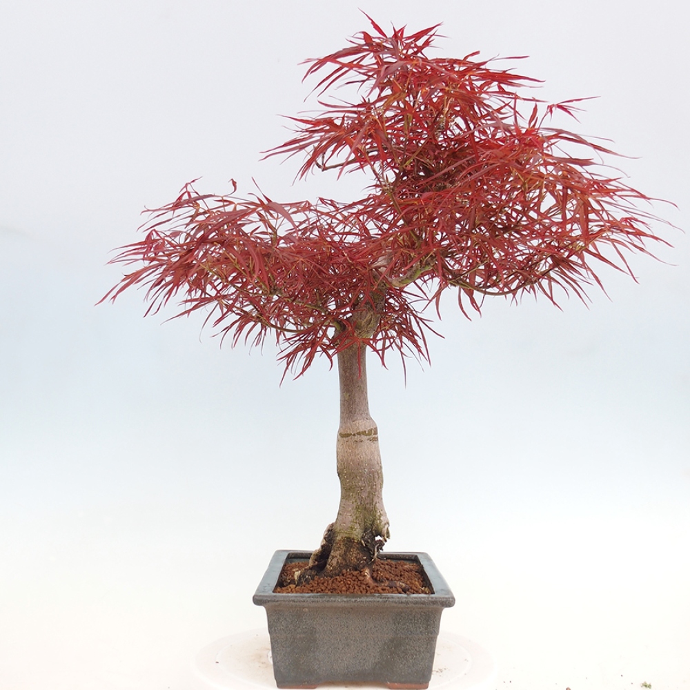 Vonkajší bonsai - Javor dlanitolistý - Acer palmatum RED PYGMY