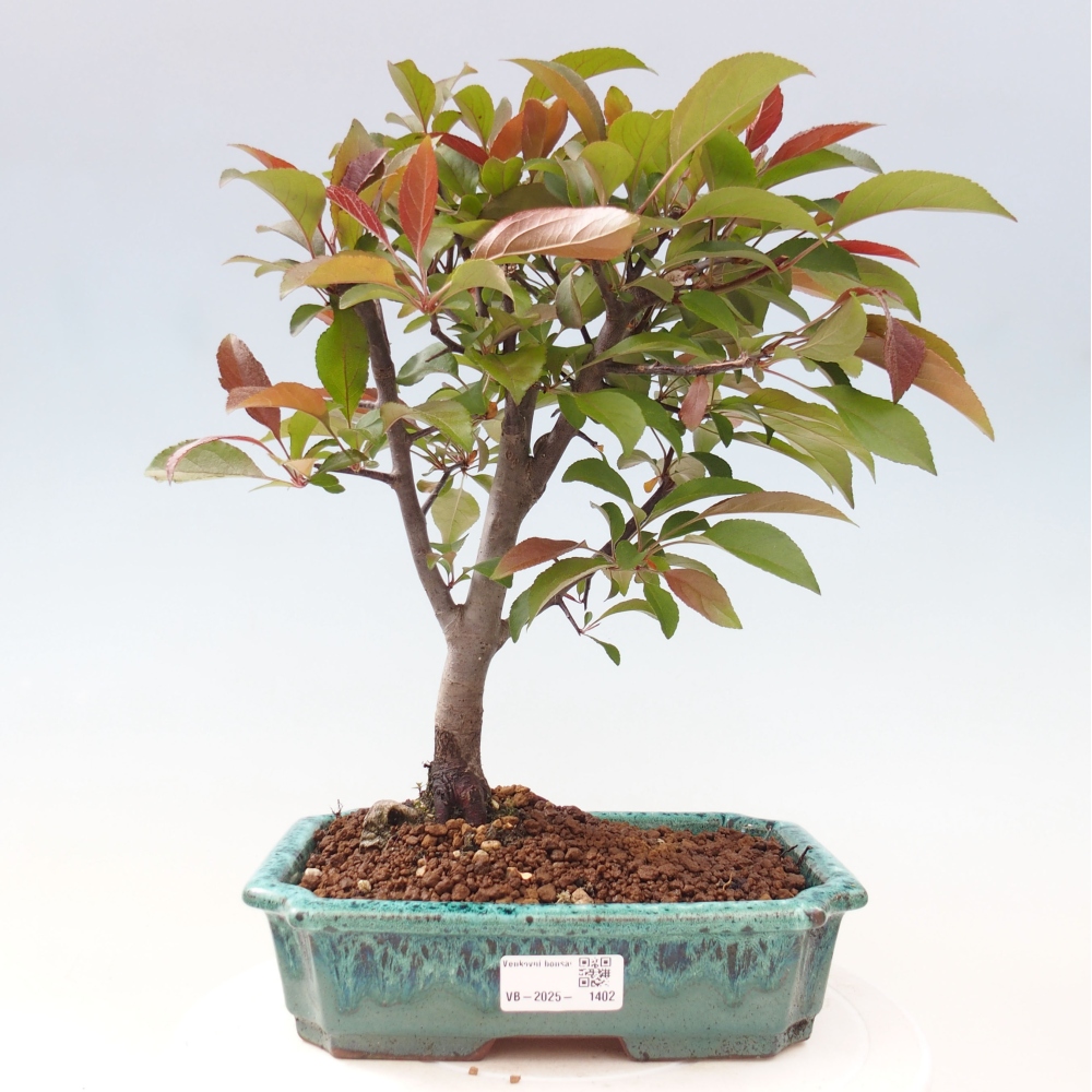 Vonkajší bonsai -Malus domestica - Maloplodá jabloň červenolistá