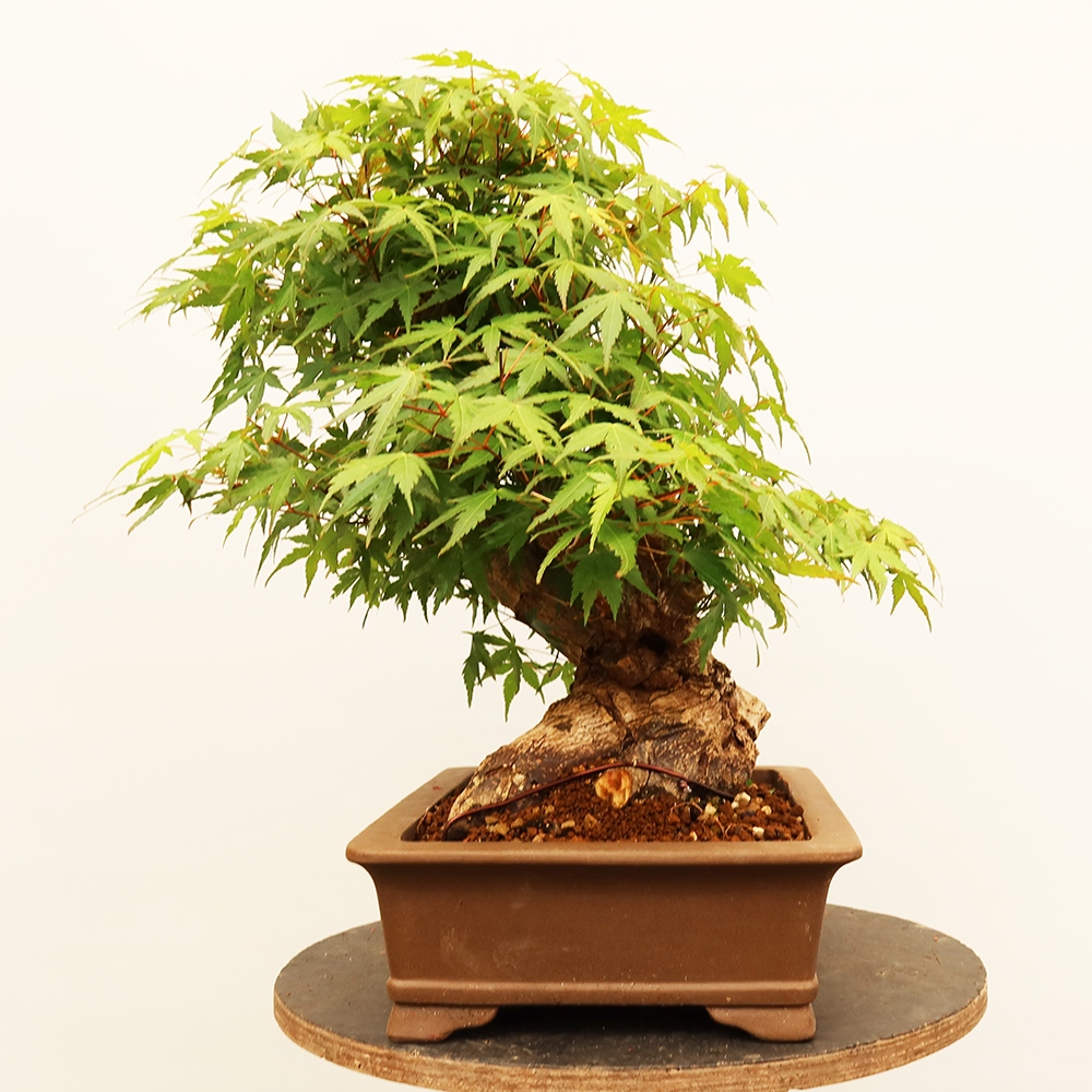 Vonkajšie bonsaje - Maple palmatum - Palmy