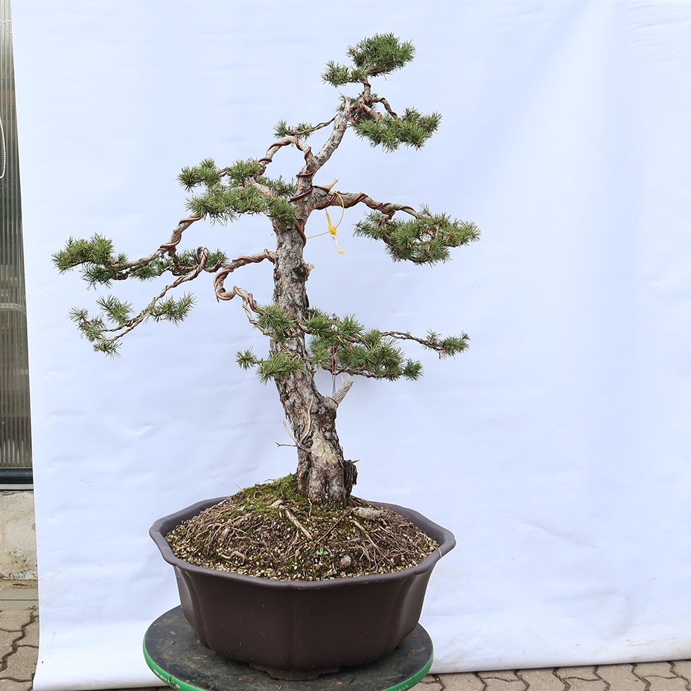 Pinus sylvestris Španielsko – borovica lesná