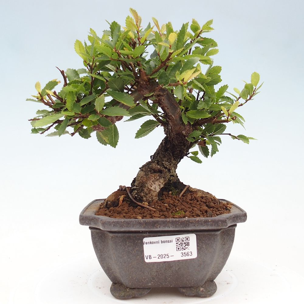 Vonkajšie bonsaje - Zelkova - Zelkova NIRE