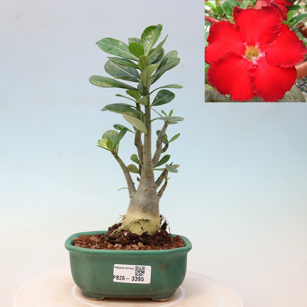 Izba bonsai – Adenium obesum Red Star – Púštna ruža