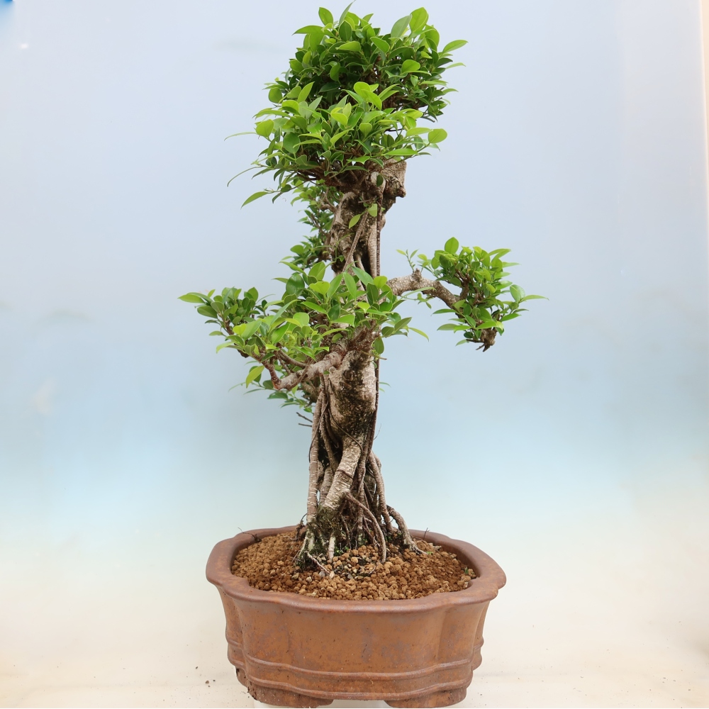 Izbové bonsaje - Ficus kimmen - drobnolistý fikus