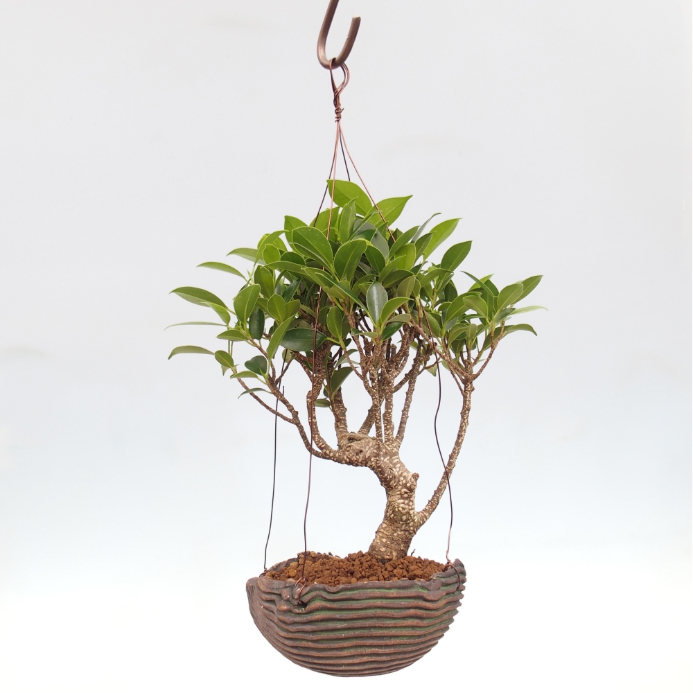 Kokedama v keramike - malolistý ficus - Ficus kimmen