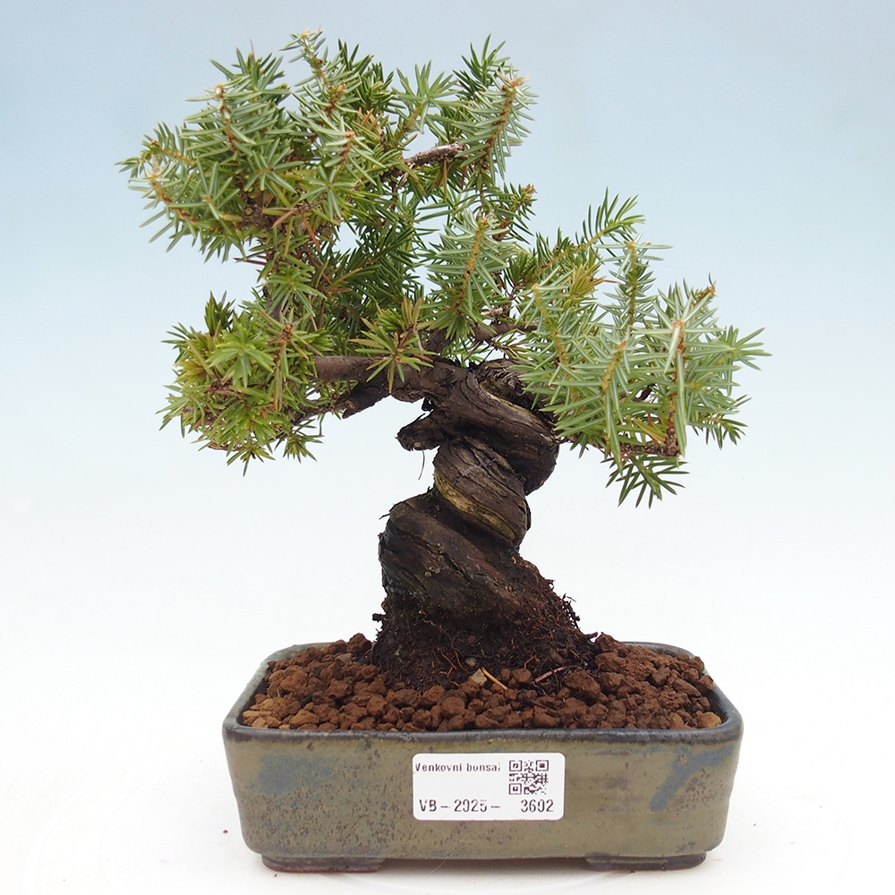 Vonkajšie bonsai - Jalovec Rigid - Juniperus Rigid
