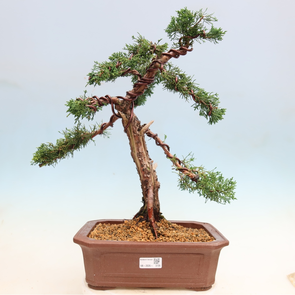 Vonkajší bonsaj - Juniperus chinensis Kishu
