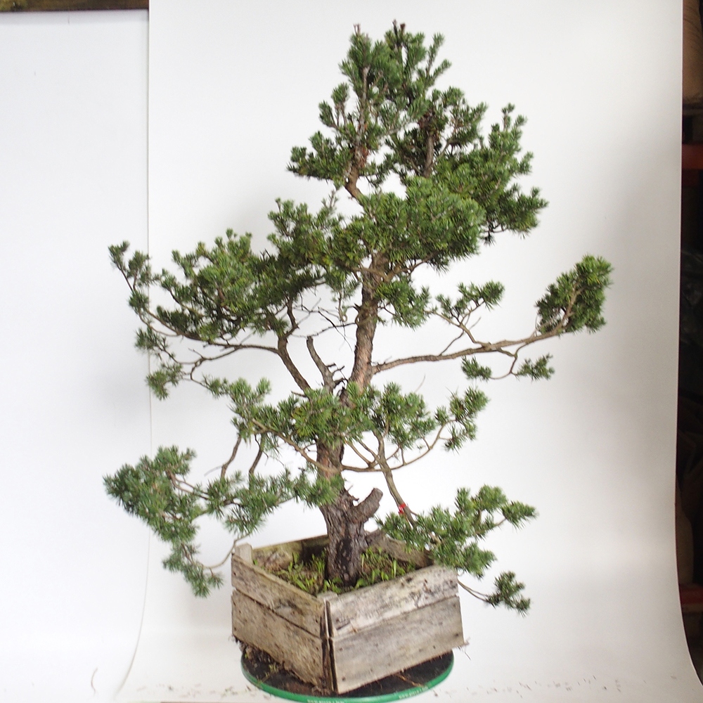 Yamadori - Pinus sylvestris Španielsko