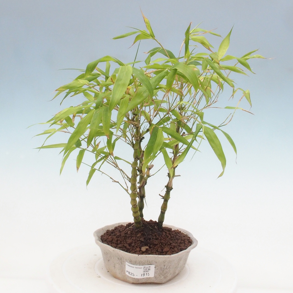 Izbová bonsai - Bambus budha-Bambus budhovo brucho