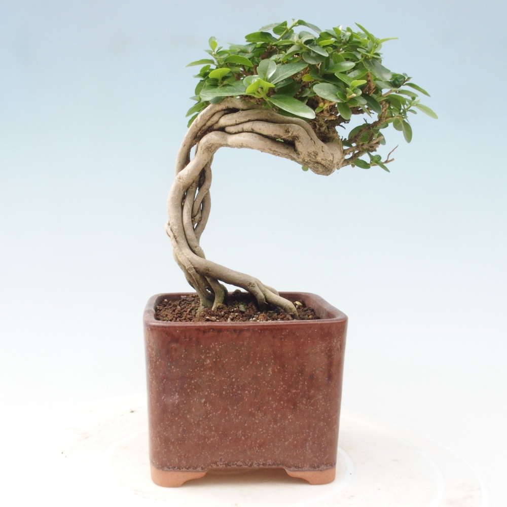 Izbová bonsai - Premna serratifolia - Kozlovoň malolistá