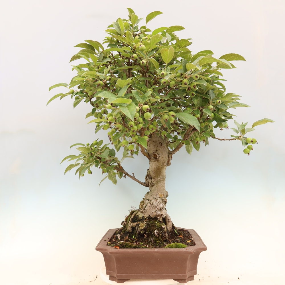 Vonkajší bonsai -Malus halliana - Maloplodá jabloň