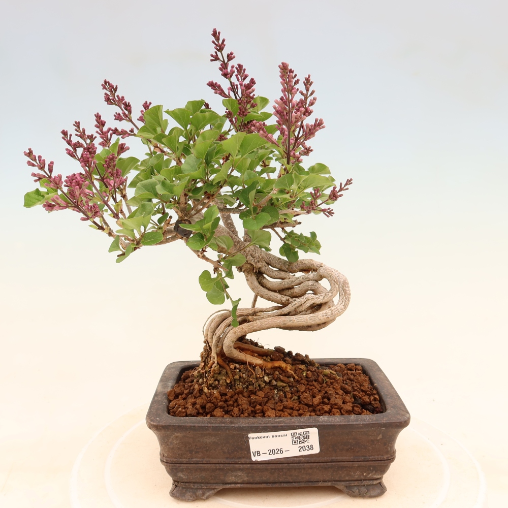Vonkajší bonsaj - Syringa microphylla - drobnokvetý šeřík