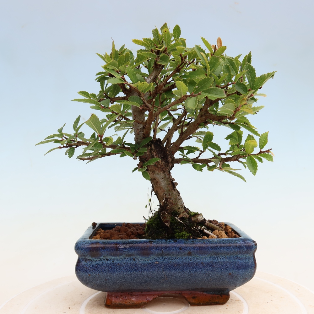 Vonkajšie bonsaje - Zelkova - Zelkova NIRE