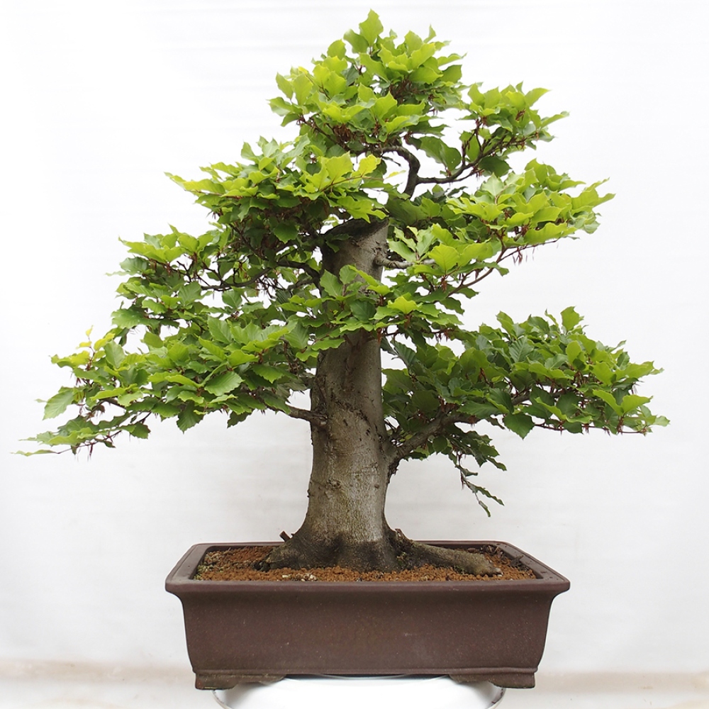 Vonkajší bonsai - Fagus sylvatica - Buk lesný