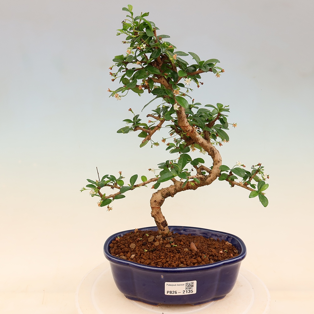 Izbové bonsaje - Carmona macrophylla - Tea fuki