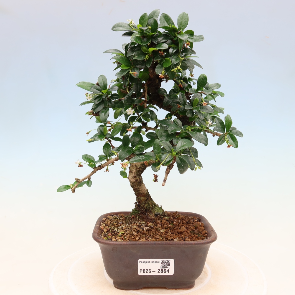 Izbové bonsaje - Carmona macrophylla - Tea fuki