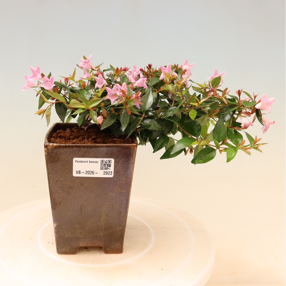 Vonkajší bonsai – Abelia Edward Goucher – Abelia veľkokvetá