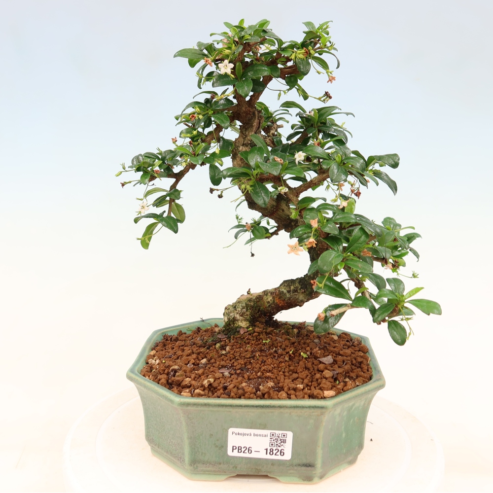 Izbové bonsaje - Carmona macrophylla - Tea fuki