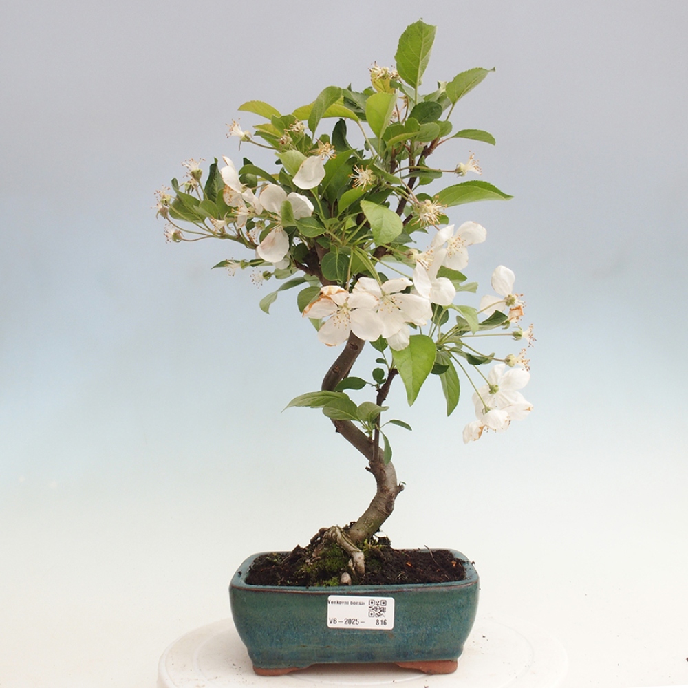 Vonkajší bonsai -Malus halliana - Maloplodá jabloň