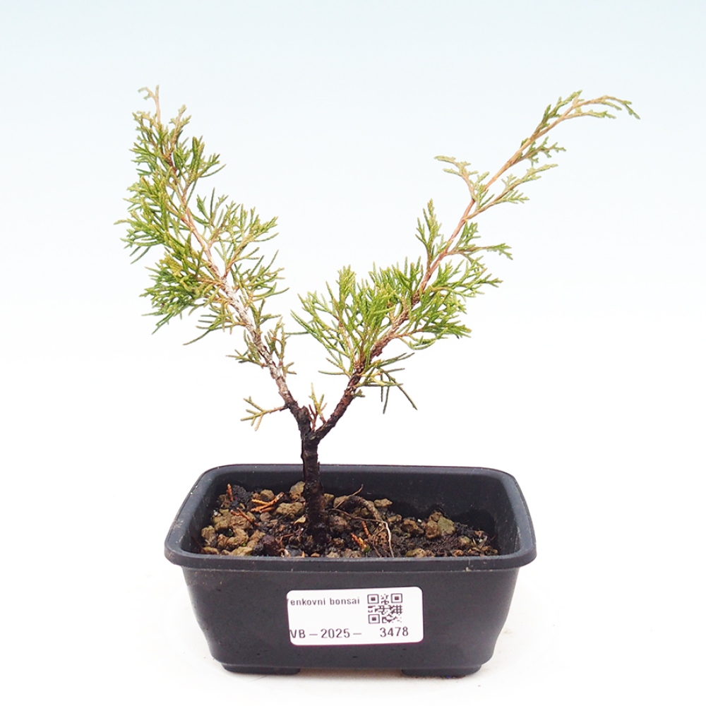 Vonkajší bonsaj - Juniperus chinensis Itoigawa