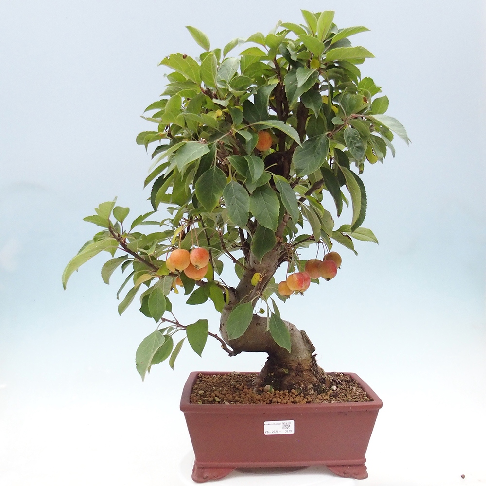 Vonkajší bonsai -Malus halliana - Maloplodá jabloň