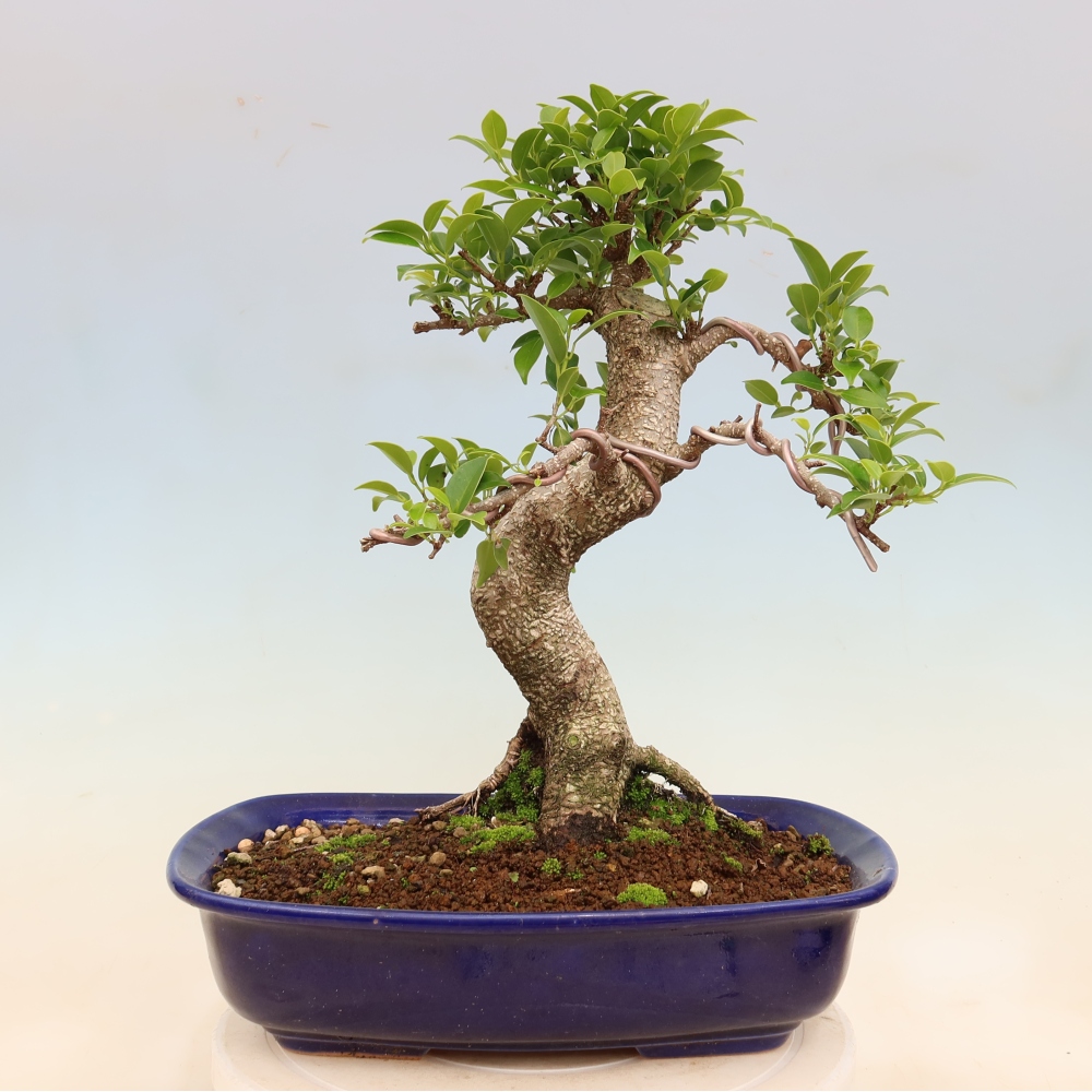 Izbové bonsaje - Ficus kimmen - drobnolistý fikus