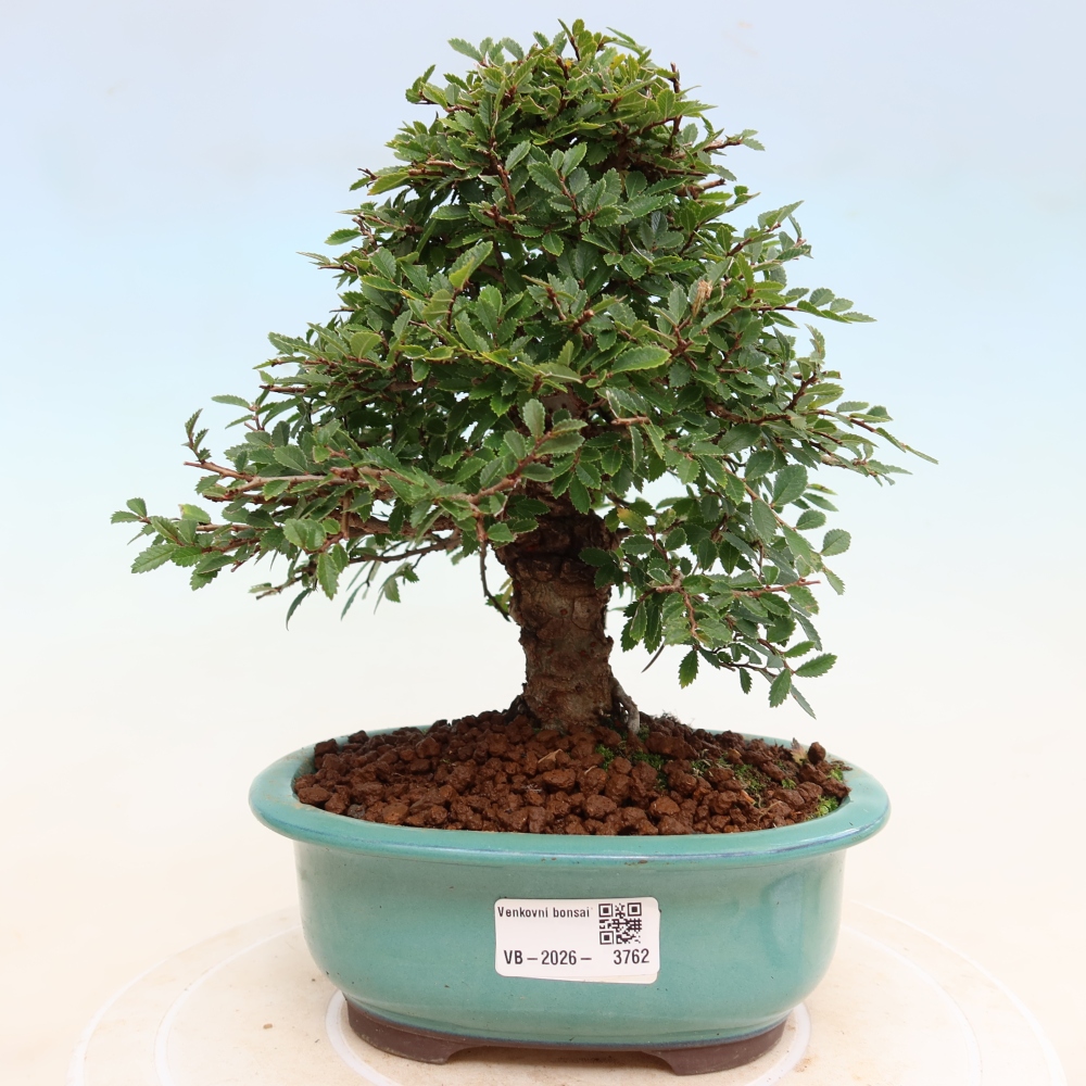 Vonkajšie bonsaje - Zelkova - Zelkova NIRE