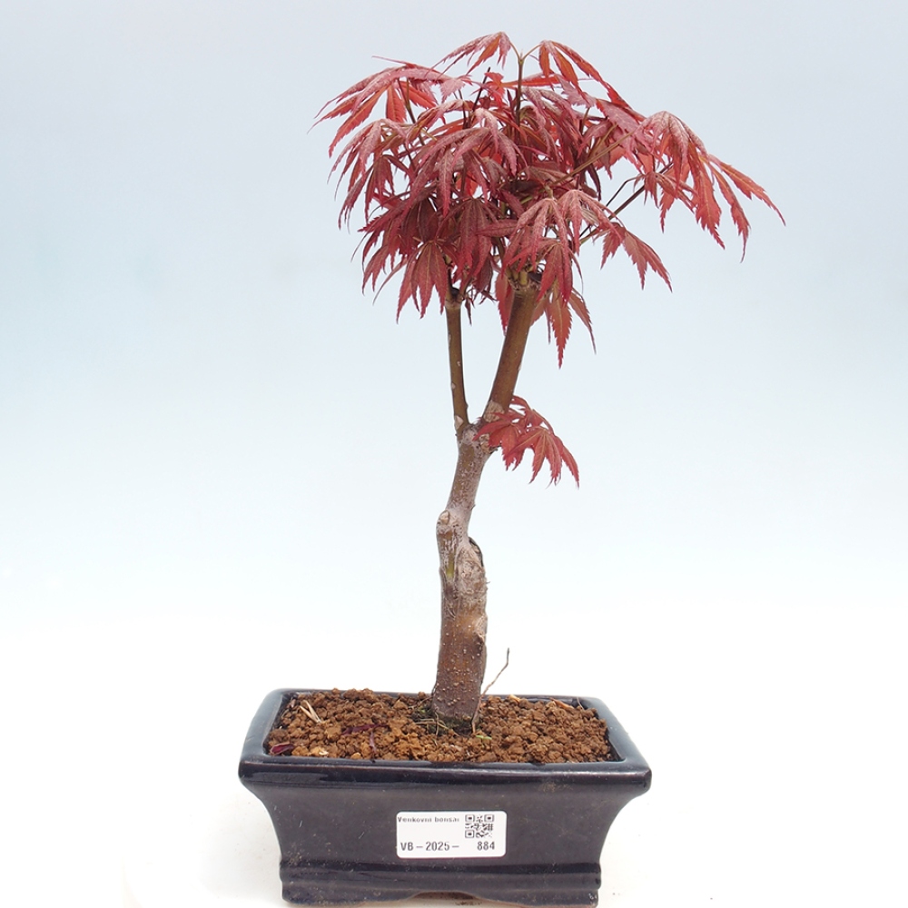 Vonkajší bonsai - Acer palm. Atropurpureum-Javor dlanitolistý