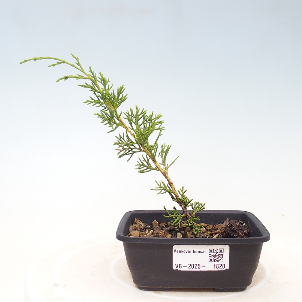 Vonkajší bonsai - Juniperus chinensis Itoigawa -Jalovec čínsky