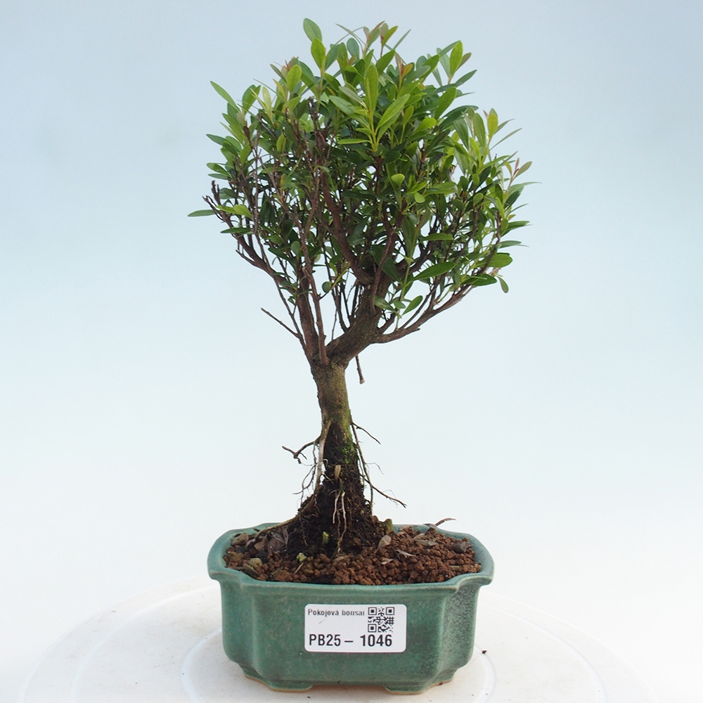 Izbová bonsai - Syzygium - pimentovníka