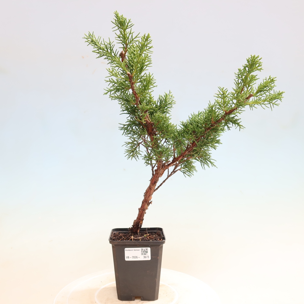 Vonkajší bonsaj - Juniperus chinensis Kishu