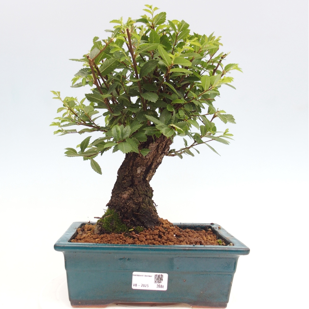 Vonkajšie bonsai - Zelkova - Zelkova Nirom